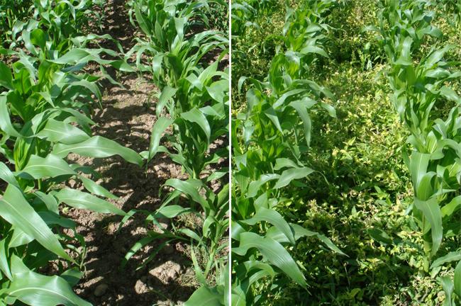 weeds in crop field
