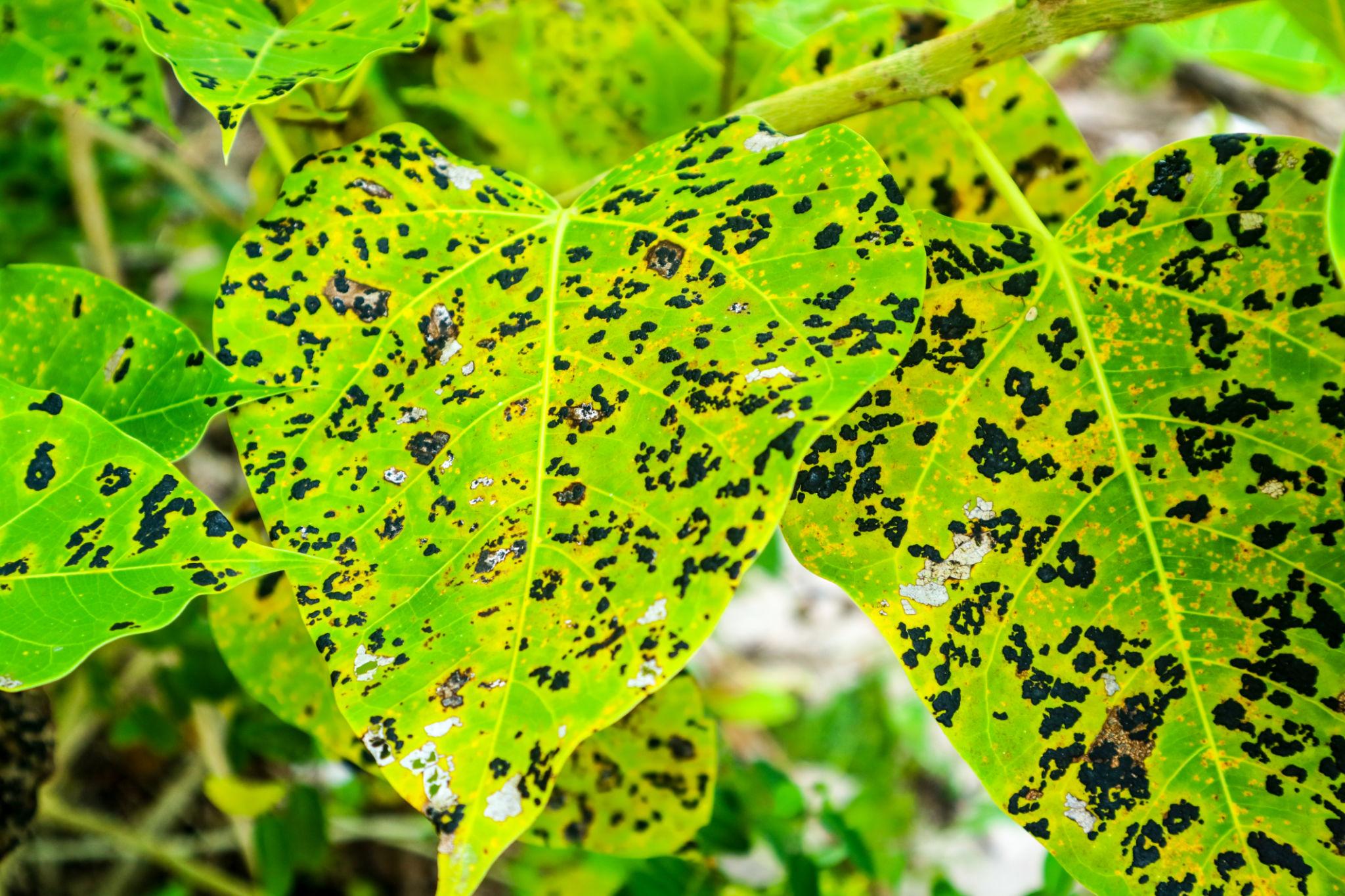 comparison insecticide herbicide fungicide